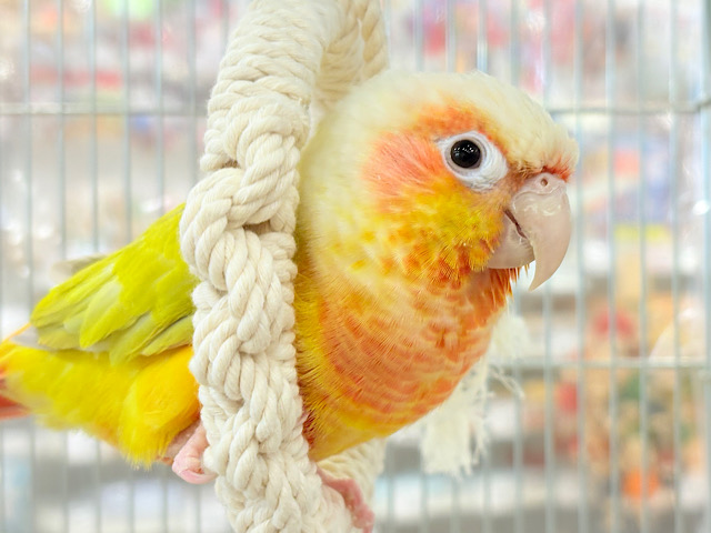【最新画像更新🪄】ほんとはね…甘えたいんだ…♡♡ウロコインコ(サンチーク)