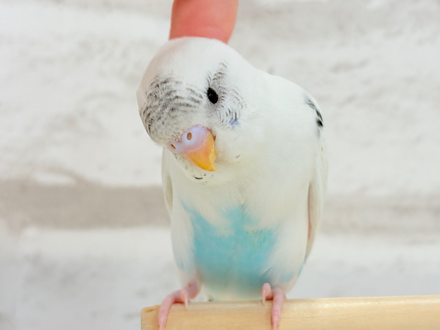 【最新画像更新🪄】春の陽気に思い浮かべるは…ごましおちゃん⸜🍙⸝セキセイインコ(白ハルクイン) ヒナ