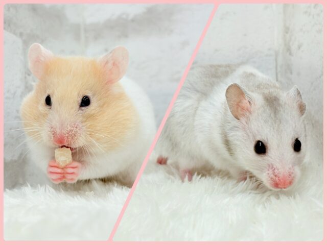 カラフルベイビー🐹🪅カラーハムスター(女の子)