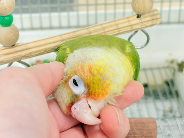 【最新画像・動画更新🪄】南国育ちのフレッシュ果実🐣🍍💖ウロコインコ(パイナップル) ヒナ