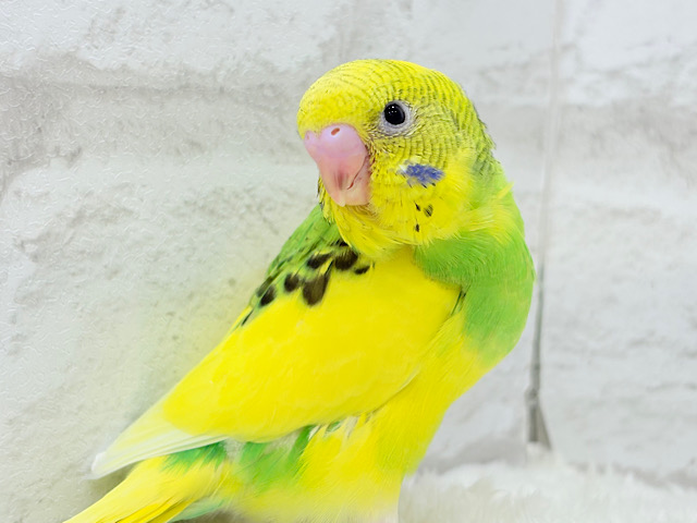 【最新画像更新🪄】ビビッと元気にビタミンカラー🐣★セキセイインコ(パイド) ヒナ