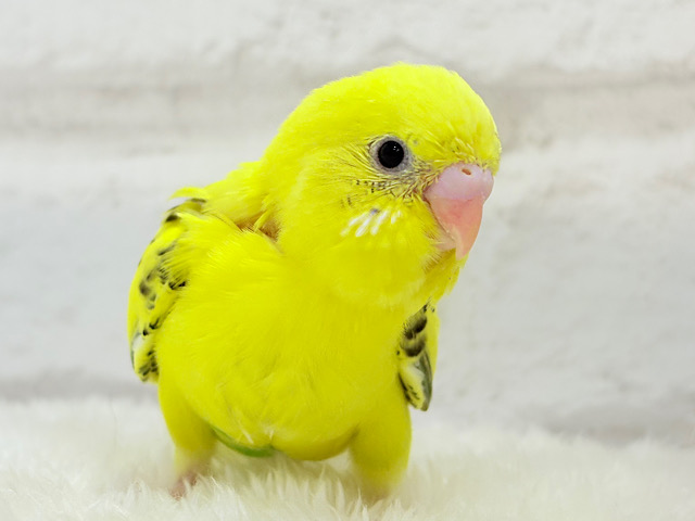 【最新画像更新🪄】ぶんぶんぶんっ🐝𓂃𓈒𓏸︎︎︎︎蜂蜜求めて🐣🍯セキセイインコ(黄色ハルクイン) ヒナ