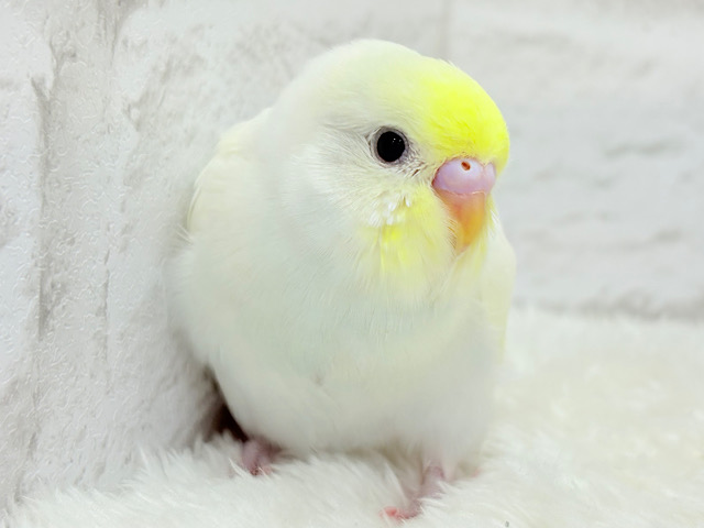 【最新画像更新🪄】ふんわり柔らか🧁𓂃𓈒𓏸︎︎︎︎セキセイインコ(クリーム) ヒナ