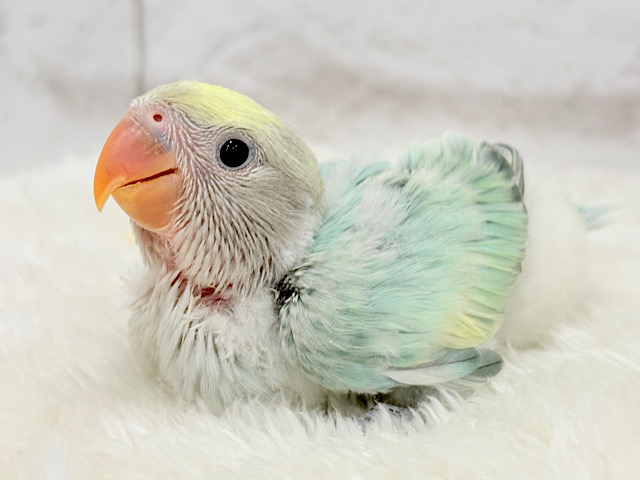 【最新画像更新🪄】フレッシュ🫧シャリシャリ❄️青リンゴ🐣🍏コザクラインコ(ブルーチェリーパイド) ヒナ