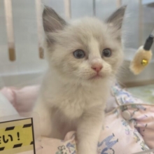 甘々の限界突破〜！？ラグドールくん！