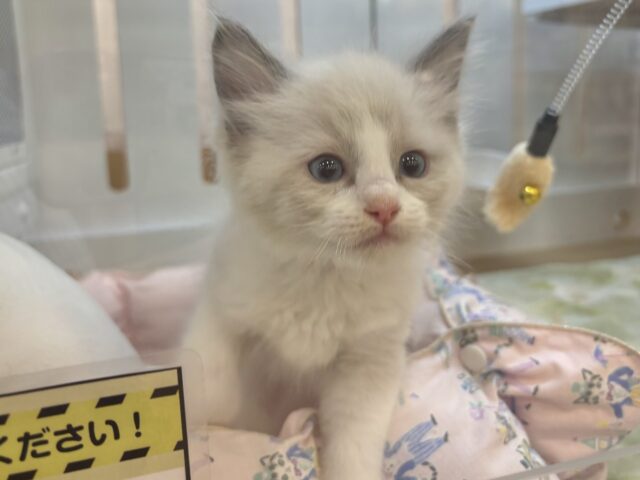 甘々の限界突破〜！？ラグドールくん！