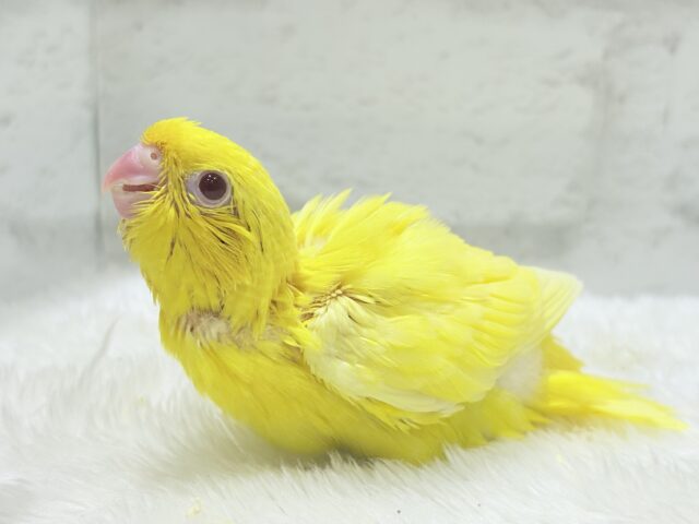 【最新画像更新🪄】特徴的な歌声です~♩♩サザナミインコ(ルチノー) ヒナ
