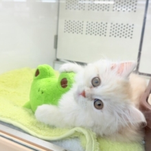 最新画像📸ミヌエット（カメオタビー）女の子♪レアカラーの美人さん✨