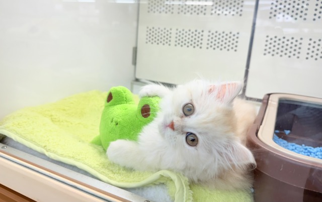 最新画像📸ミヌエット（カメオタビー）女の子♪レアカラーの美人さん✨