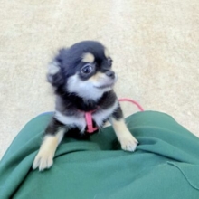 最新画像📸ロングコートチワワ（ブラックタン&ホワイト）女の子♪お散歩練習始めました🚶‍♀️