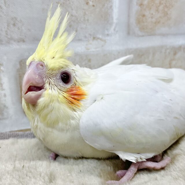 キョロちゃん👀✨　オカメインコ（ルチノー）