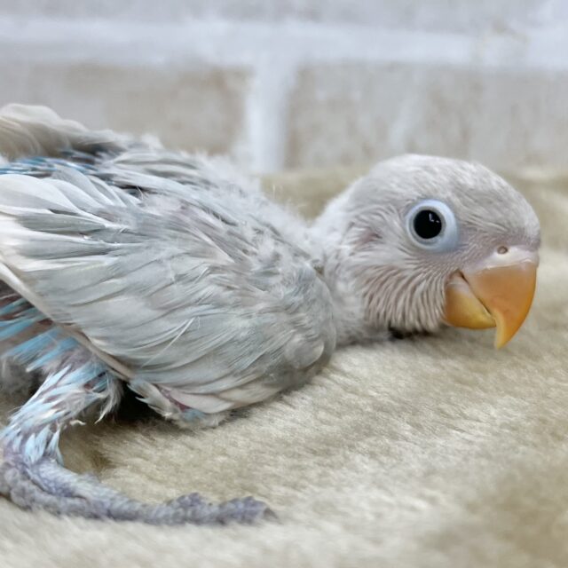 神秘的〜✨天使ちゃん🪽　シロボタンインコ