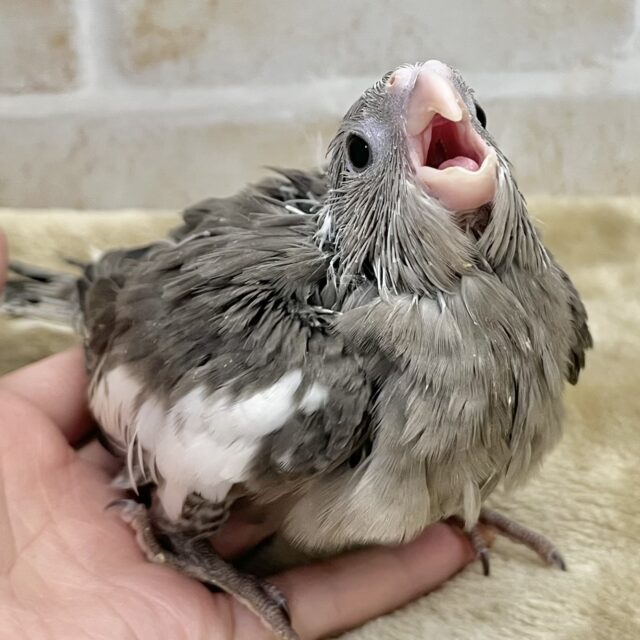 おめめキュルルン💓　オカメインコ（ホワイトフェイス）