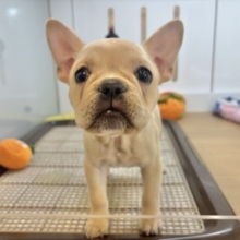 耳がす〜ぐに迷子に？？フレンチブルドッグちゃん！