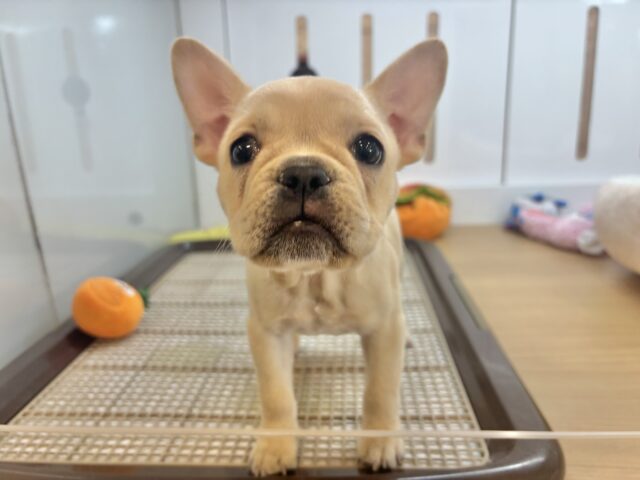 耳がす〜ぐに迷子に？？フレンチブルドッグちゃん！