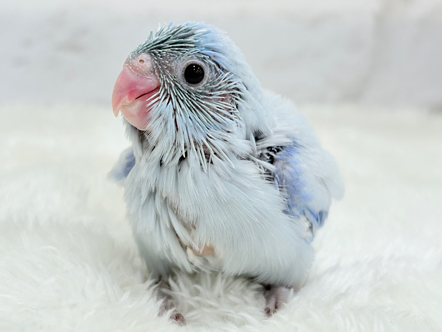 雪国のアイドル🐣🫧マメルリハ(アメリカンホワイト) 男の子 ヒナ