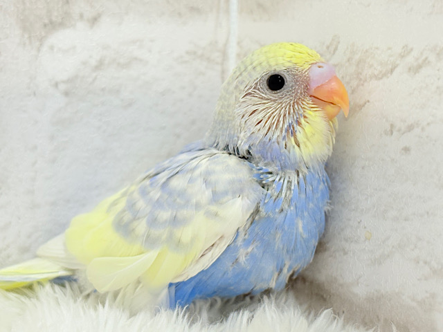 お花畑に迷い込んだ妖精さん🧚‍♀️🪅セキセイインコ(パステルレインボーパイド) ヒナ