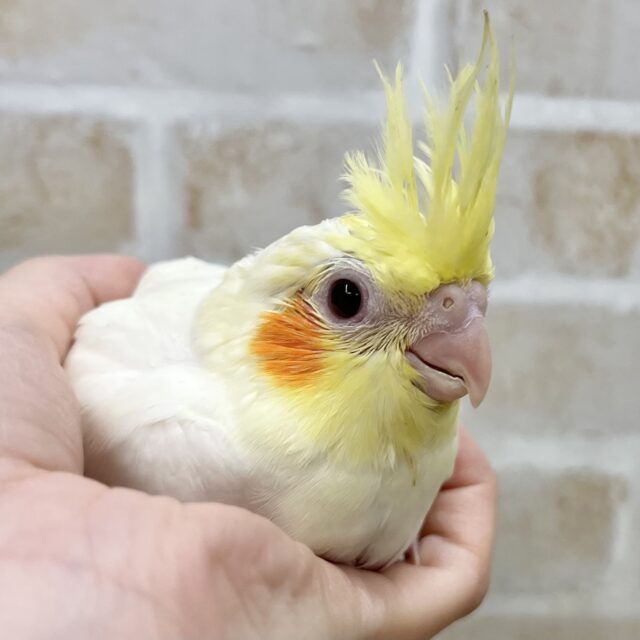 ポッ😳赤いほっぺの妖精💕　オカメインコ（ルチノー）