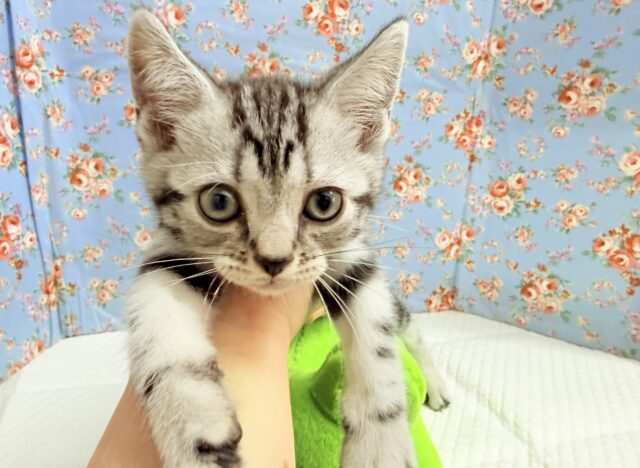 アメリカンショートヘアー（シルバータビー）男の子♫好奇心旺盛な甘々ボーイ！