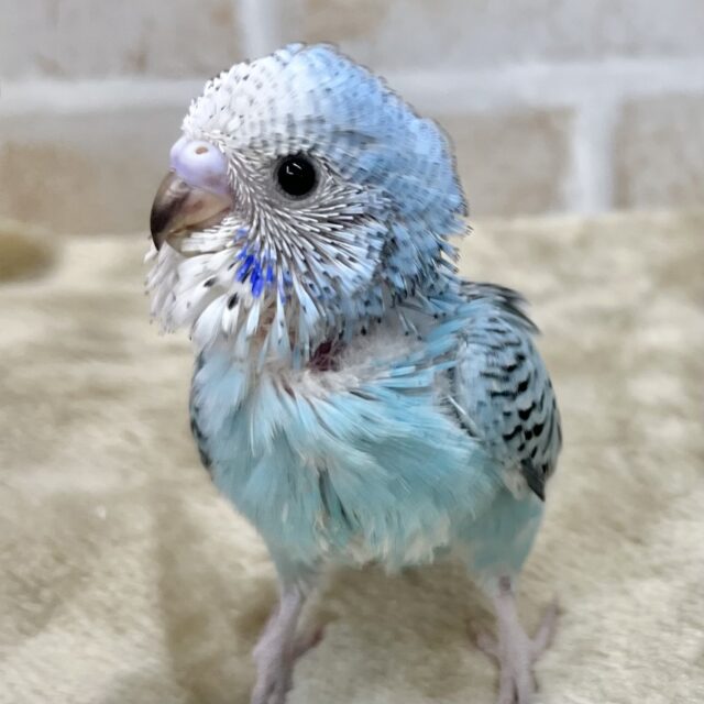 ちびちびカワイイちゃん🩵　セキセイインコ（オパーリン）