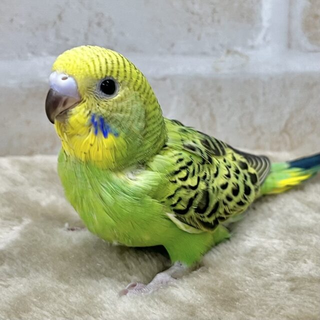 しあわせ運ぶ〜🍀💛　セキセイインコ（オパーリン）
