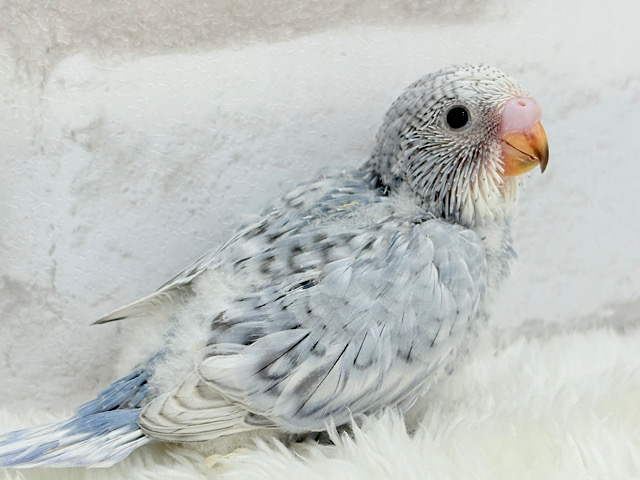 成長から目が離せない♡特別な雰囲気💫セキセイインコ(グレースパングル) ヒナ