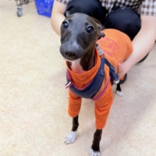 最新画像📸イタリアングレーハウンド（シールホワイト）女の子♪俊敏すぎる！