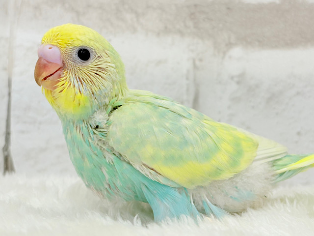 ベタ慣れ候補生🧚‍♀️甘々メロンちゃん🐥🍈💖セキセイインコ(パステルカラーレインボー) ヒナ