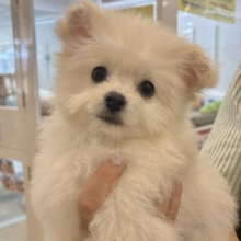 超ホヤホヤ最新画像✨甘え鳴き注意報発令❤️‍🔥チワプーくん！