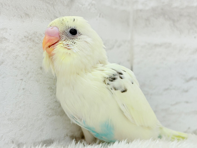 ふんわりクリーミー🐣🧁セキセイインコ(クリームハルクイン) ヒナ