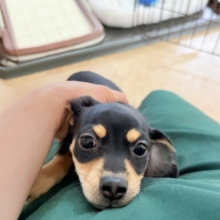 最新画像📸ハーフ犬（チワワ×ミニチュアダックス）女の子♪サークルデビュー！