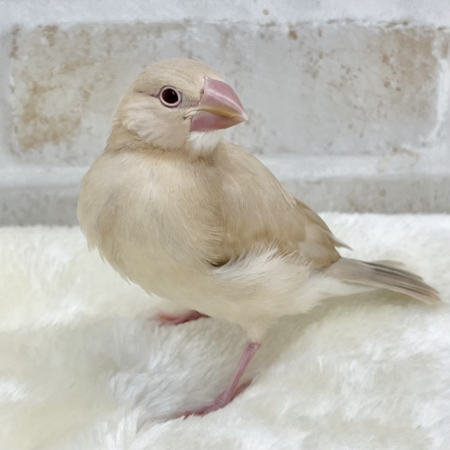 ホッとひと息☕️💓　シナモン文鳥
