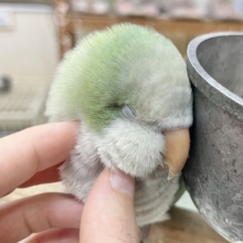 【🆙最新画像あり‼️】モフッとキュート💕　オキナインコ（アクアブルーオパーリン）