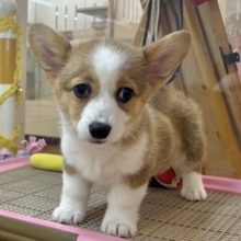 超ホヤホヤ最新画像✨愛の突撃の準備満タンです♡コーギーちゃん！