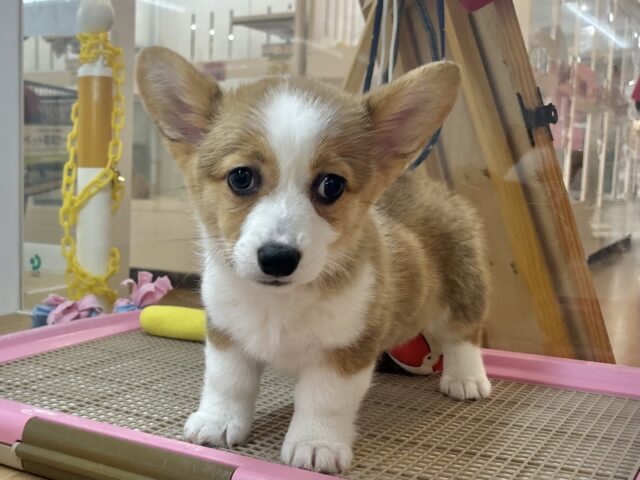 超ホヤホヤ最新画像✨愛の突撃の準備満タンです♡コーギーちゃん！