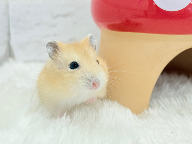 表情豊かなプリンちゃん🐹🍮イエロープディングハムスター(男の子)