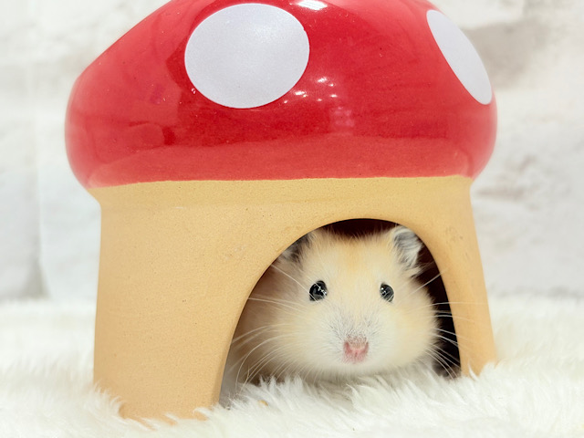 ミルク感たっぷり♡イエロープディングハムスター(女の子)