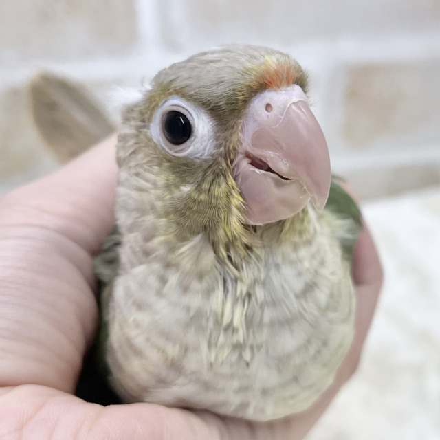 【🆙最新画像あり‼️】うろこスマイル発動☆彡　ウロコインコ　シナモンブルー～～