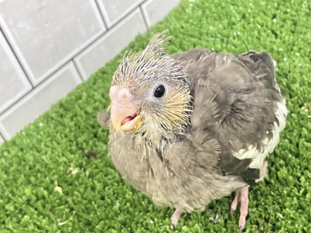 春眠SUNNY☀️*°ｵﾌﾄｩﾝほしぃ、、🐑💤オカメインコ(ノーマル/2026年2月生まれ)