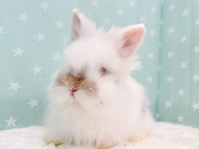 おめめどこかな？💫もっふもふ天使🐰💖ライオンラビット(ブロークン) 男の子