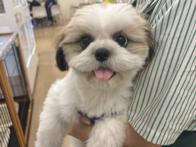 特大ハッピーのお届けぇ〜💗シーズーちゃん！