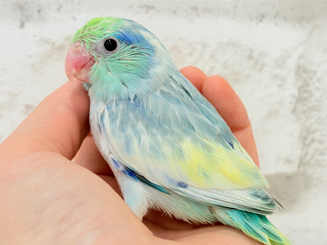 唯一無二🫧宝石みたいな輝き💎.*マメルリハ(ターコイズヘビーパイドブルー) 男の子 ヒナ