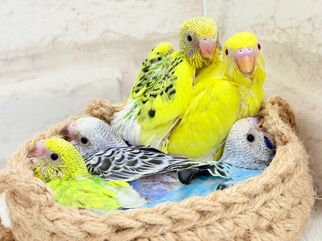 色とりどりの桜満開🐣🌸セキセイインコ ヒナ
