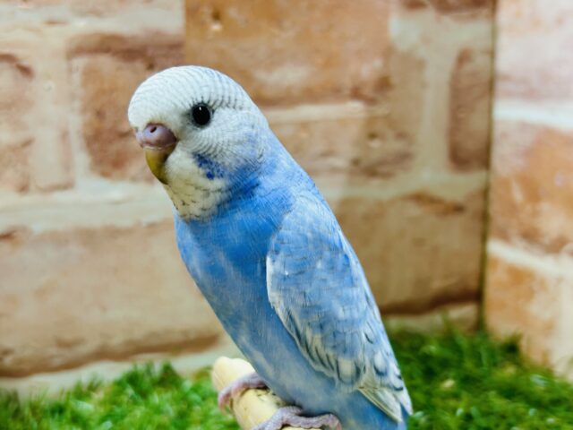 青空カラー💙💙💙ブルースパングルのセキセイちゃんがやってきました～🎵　セキセイインコ