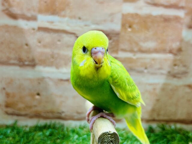 グリーンスパングルカラーのセキセイちゃんがやってきましたよ～💚💚💚　セキセイインコ