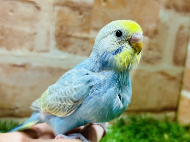 ①キラキラ輝くレインボー🌈🌈🌈　セキセイインコ(レインボー系)