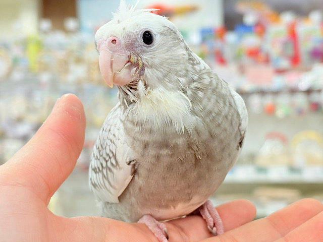 【最新画像更新🪄もうすぐひとり餌‪☆】ぱやぱや♡ハゲタカみたい🐣🫧オカメインコ(WFパールパイド) ヒナ