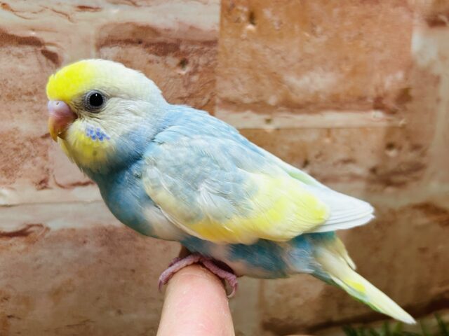 ③レインボー系のセキセイちゃんがやってきましたよ〜♫💛💙❤️💚　セキセイインコ