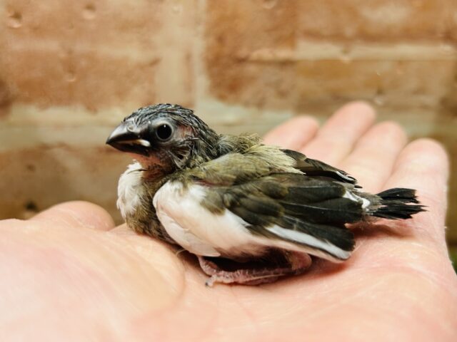 大人気のおチビちゃん⁉️⁉️ 十姉妹ちゃんの登場です❤️❤️