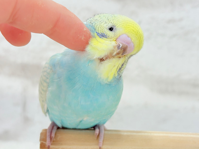 【最新画像・動画更新🪄もうすぐひとり餌‪☆】パステル🪅メリーゴーランド🐣🎡セキセイインコ(パステルカラーレインボースパングル) ヒナ